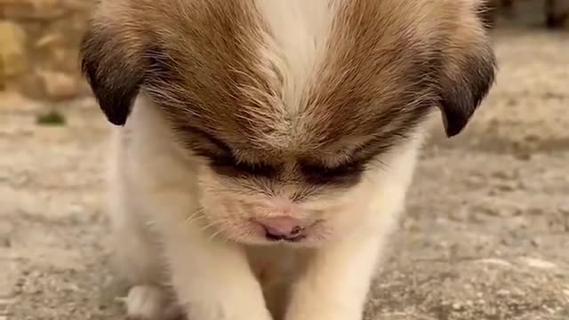 cutes dogs | cutest dog in the world | cute dog clip 2021