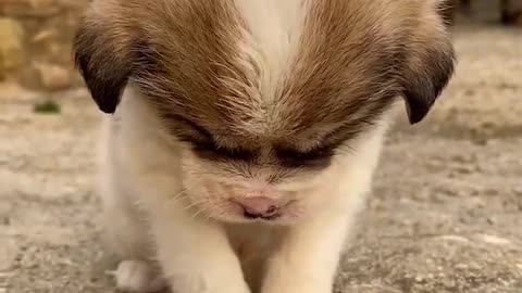 cutes dogs | cutest dog in the world | cute dog clip 2021