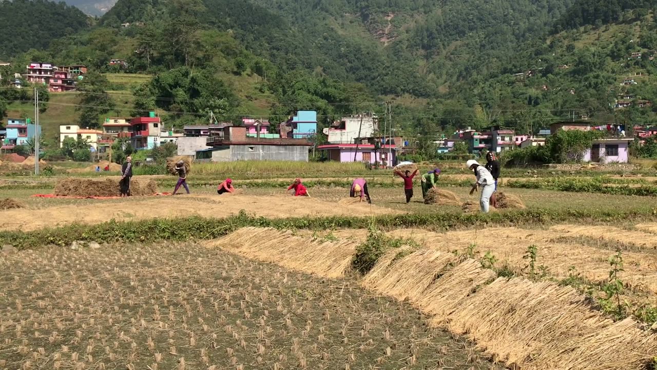 Collecting Paddy from the paddy field in Nepal