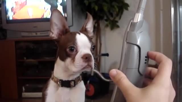 Boston Terrier Moose talks on the phone