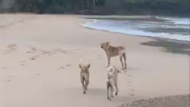 Three dogs are jogging on the beach