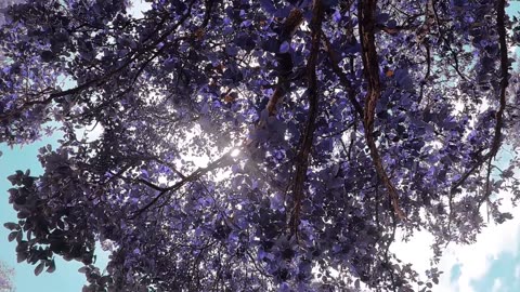 nature lover video beautiful white flower scene