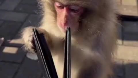 Watch This Adorable Monkey