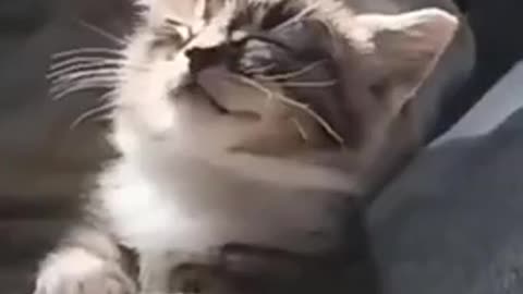 Funniest Cat Dance, funny videos, Cat famous video's,