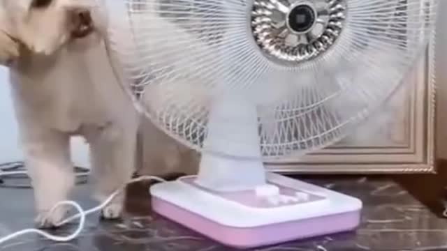 Cute Dog Is Hot So He Leaves Cage To Adjust The Fan