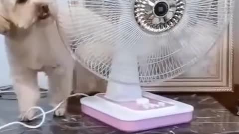 Cute Dog Is Hot So He Leaves Cage To Adjust The Fan