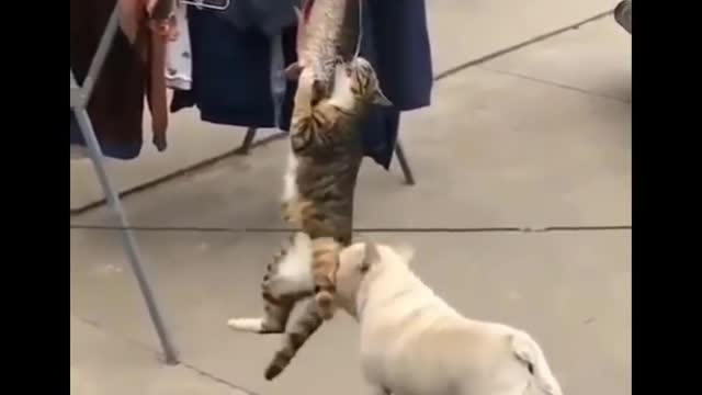 😘Funniest Cats 😋Don't try to hold back 🤩Laughter