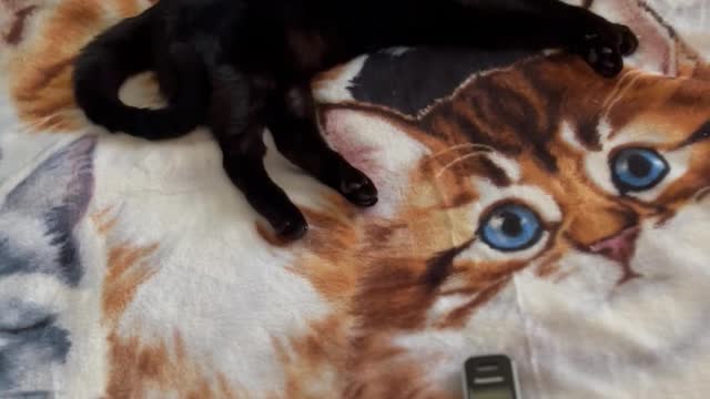 Our Adopted Cat, Precious Piper, Loves New Cat Themed Blanket #shorts