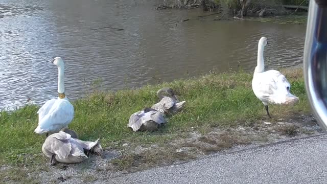 347 - Toussaint Wildlife - Oak Harbor Ohio - Truly A Blessed Man