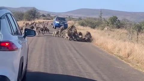 Group of Monkeys Attack on Leopard 🐆