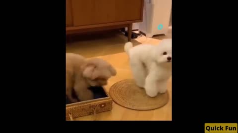 Dogs and Cats, Baby Pets Funny Videos