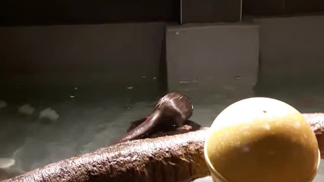 Otter playing with a ball