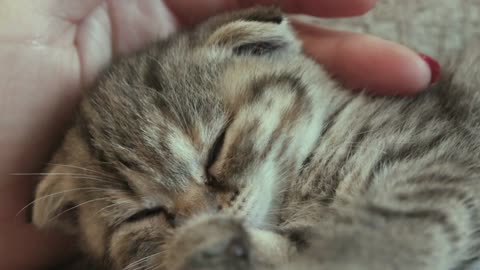 kitten receiving affection