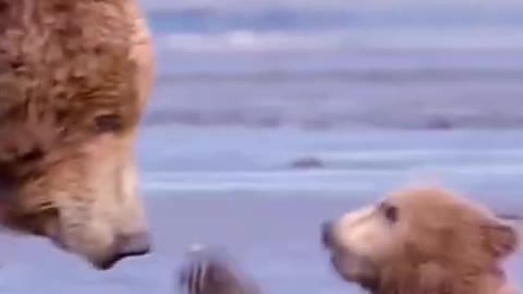 Here come he huge bears