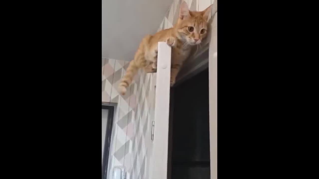 OMW Funniest Cats Ever! 🐈😆 Funny Cat Videos 2021