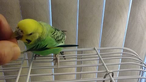 Fighting Feathers😂🐦