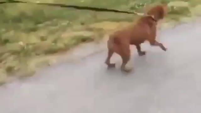 Funny animal video