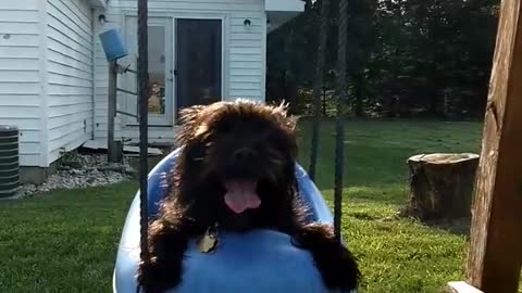 Dark brown dog on blue kid swing