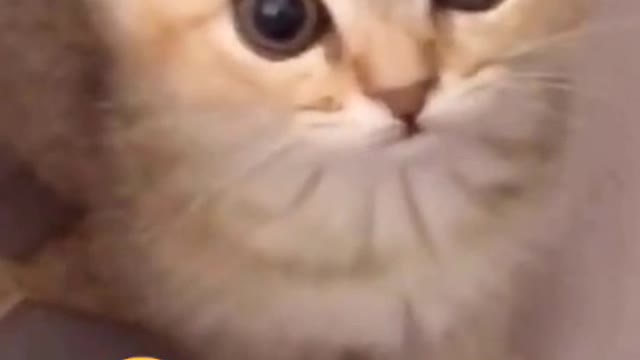 You think the cat meow 🤣🤣🤣