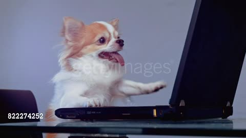 Chihuahua playing laptop computer