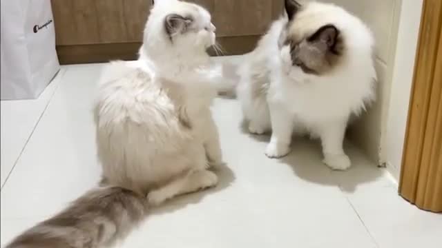 The Cute Little Kittens You Love To Love