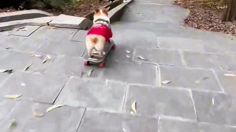 Skateboarder dog