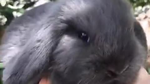 Latest version of the year|lovely baby rabbit|Interesting pet dogs and cats