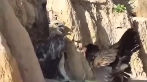 Chicken Surprises Eagle