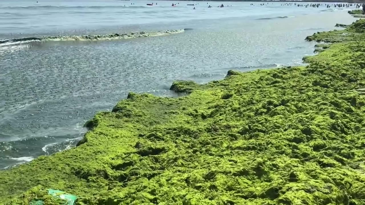 The Romanian side of the Black Sea sea is full of algae