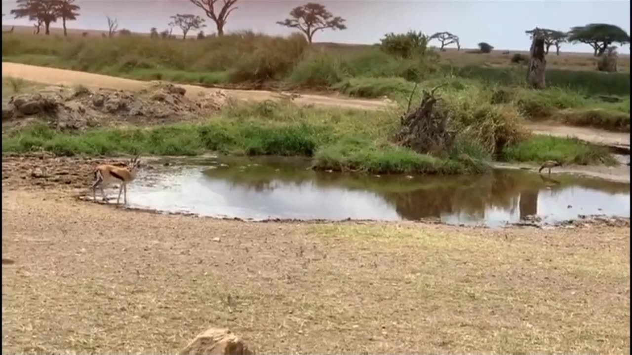 Lion 🦁 fail to catch gazelle #lion#gazelle#fail#hunting#skills#lionking