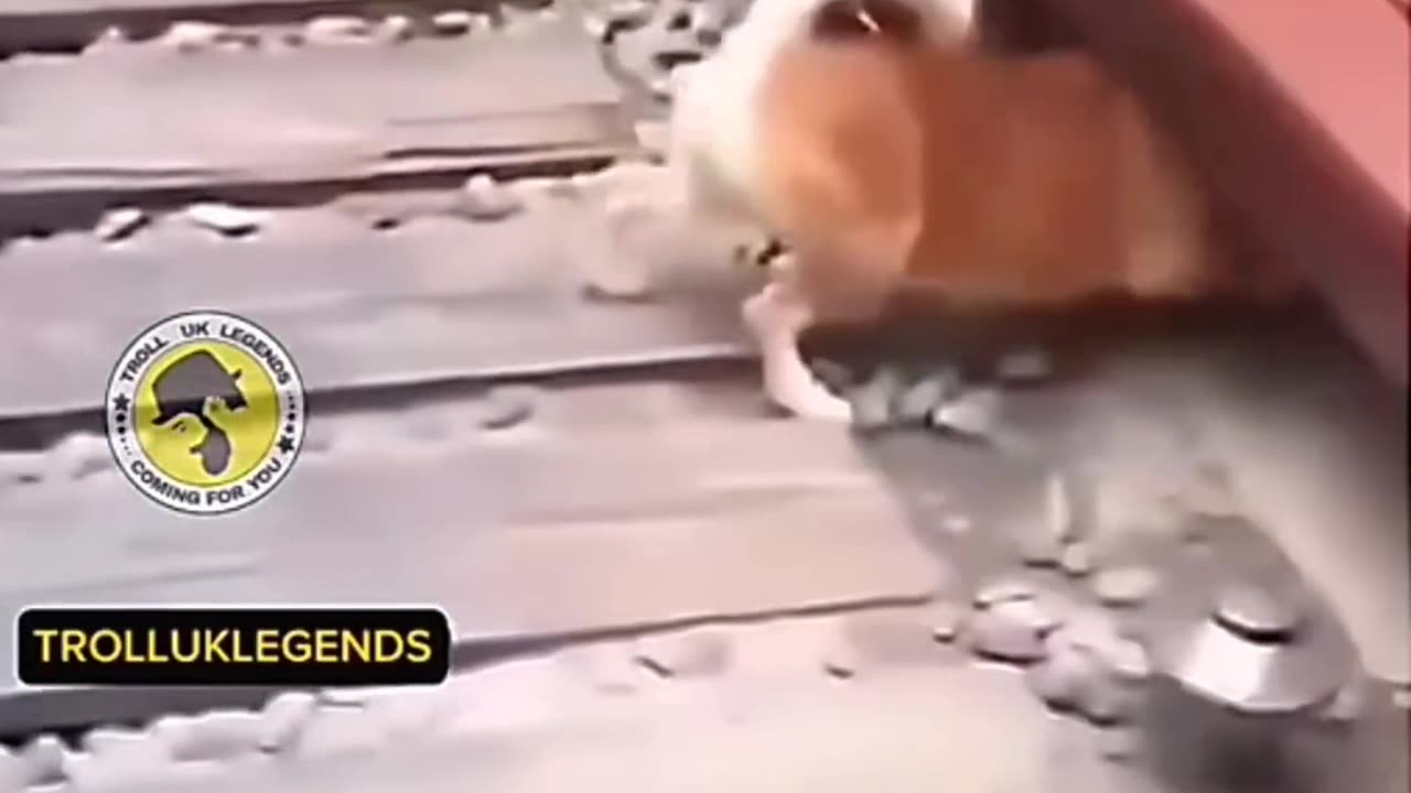 Dogs Fight For food Funny Clip