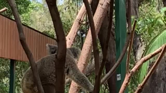 Koala in Currumbin wildlife sanctuary