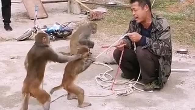 Funny monkey clip videos #1428