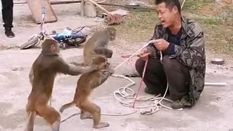 Funny monkey clip videos #1428