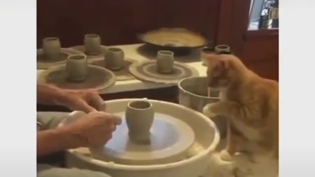 A cat is working with its owner.