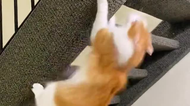 Kitty cat