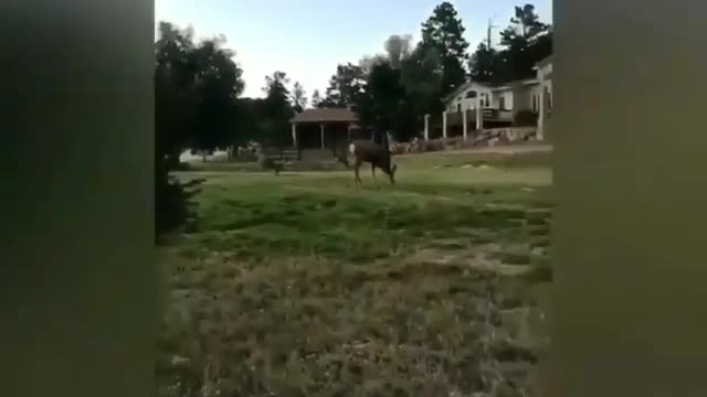 gosh what did i see