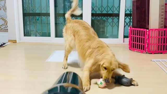 Dog who doesn't like hair dryer but wants to play