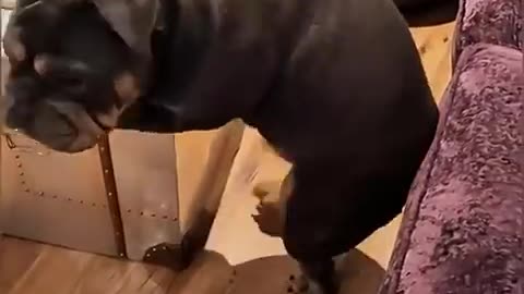 Funny Animals 25