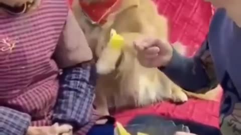 Dog (Golden Retriever) Show Love to His Grand Mother