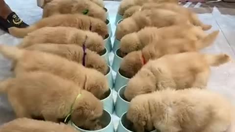 Eating Dog
