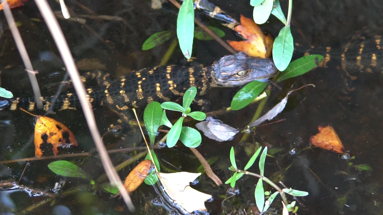 Baby Gator Is Too Cute