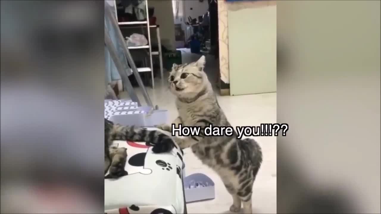 Cats Can Speak English Better Than Hooman ! Funny cat arguing!