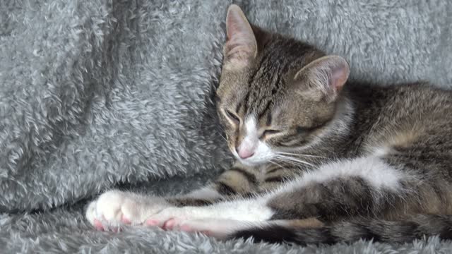 Cute Little Cat Falls Asleep on His Nose