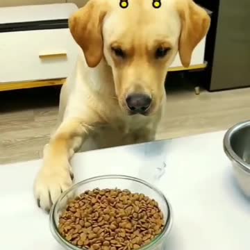 TOP FUNNY ANIMALS VIDEO