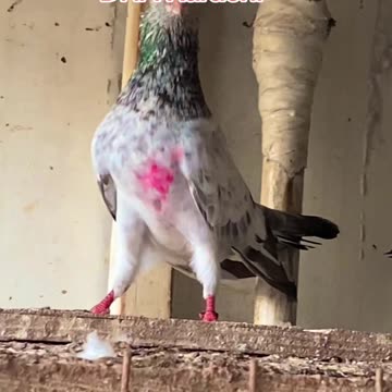 Ustad Ch Amjad's Pigeons In DHA Karachi Watch In HD Urdu/Hindi #pigeons #pakistanpigeonassociation