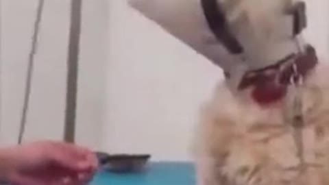 Fast Bite