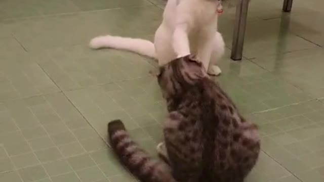 the cat never stays still