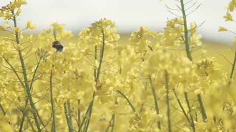 Bumblebee landing on a crop field