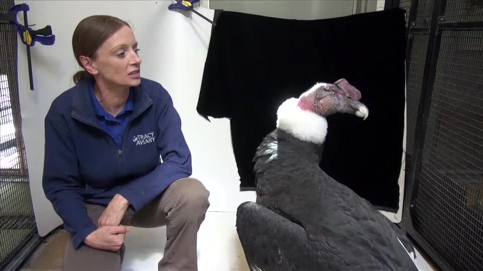 Andean_condor_& bird